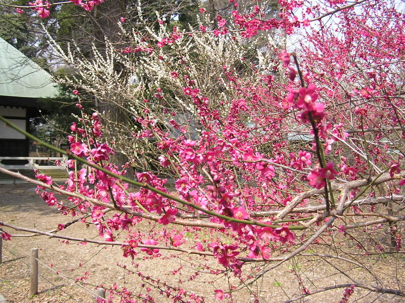 f:id:garadanikki:20080313110507j:plain