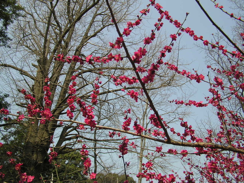 f:id:garadanikki:20080313110515j:plain