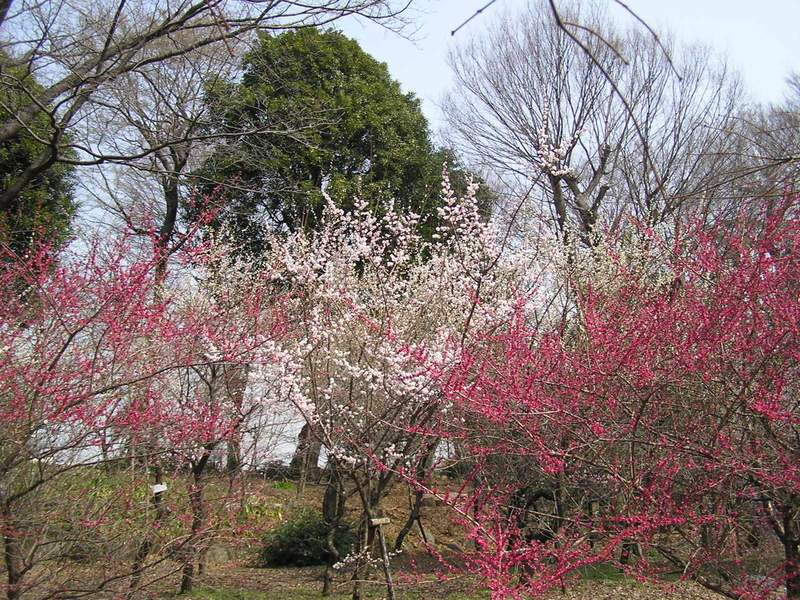 f:id:garadanikki:20080313110537j:plain