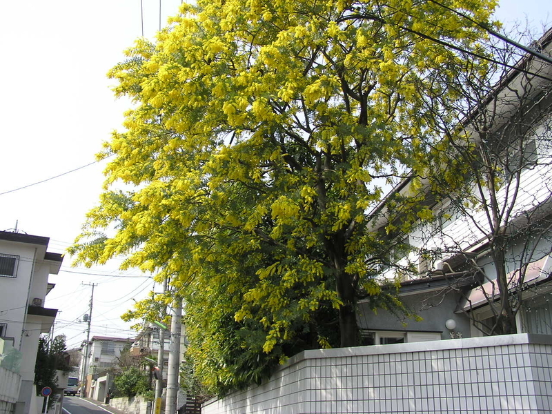 f:id:garadanikki:20080313121257j:plain