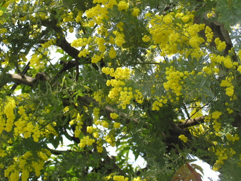 f:id:garadanikki:20080313121320j:plain