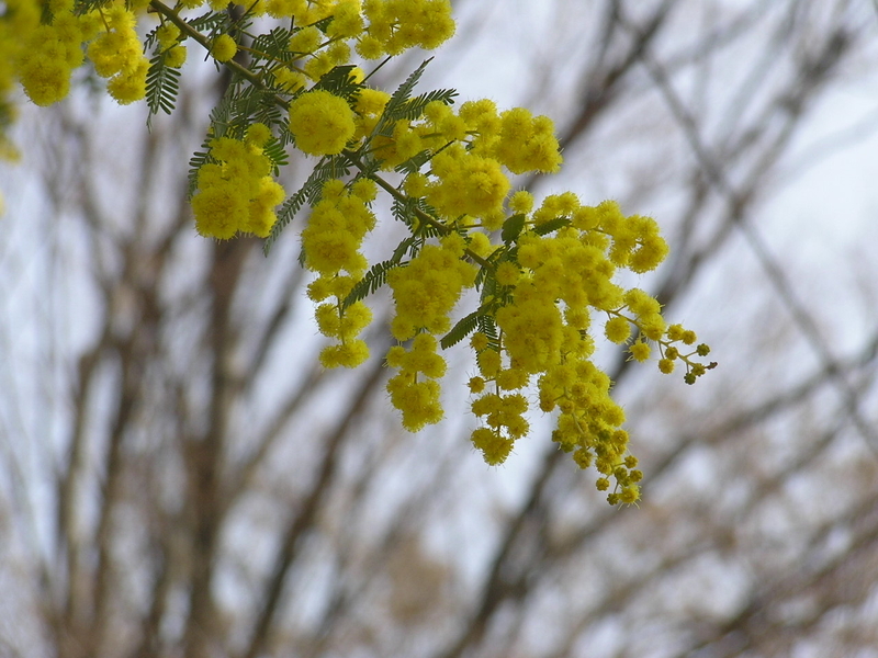 f:id:garadanikki:20080313121432j:plain