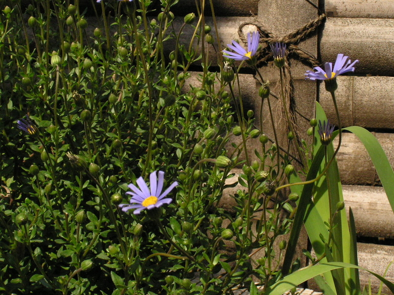 f:id:garadanikki:20080313122905j:plain