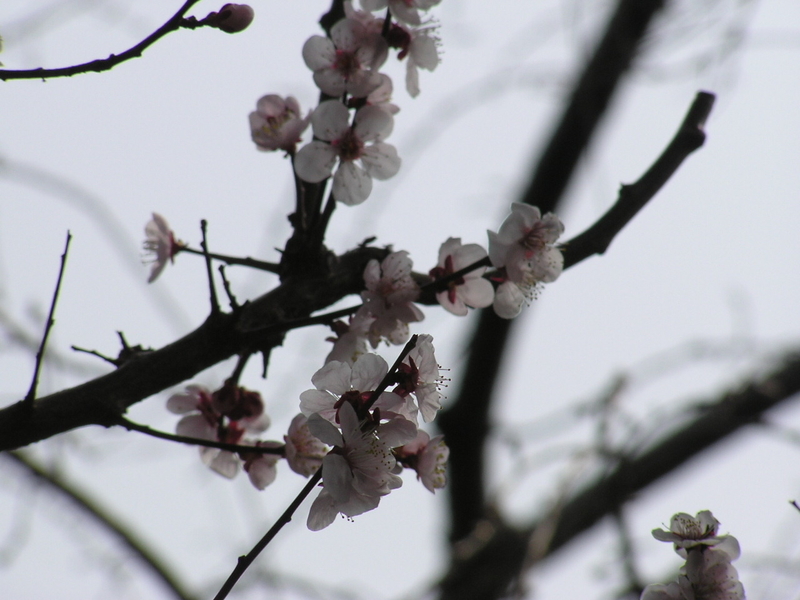 f:id:garadanikki:20080313124043j:plain