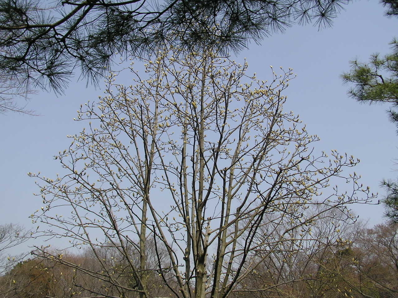 f:id:garadanikki:20080313124055j:plain