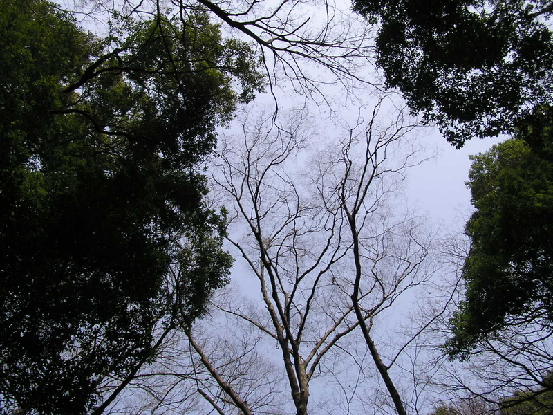 f:id:garadanikki:20080313125909j:plain