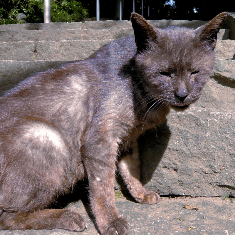 f:id:garadanikki:20120711154633j:plain