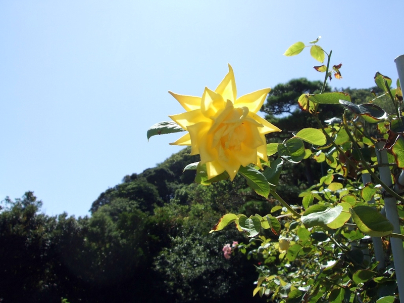 f:id:garadanikki:20120731135442j:plain