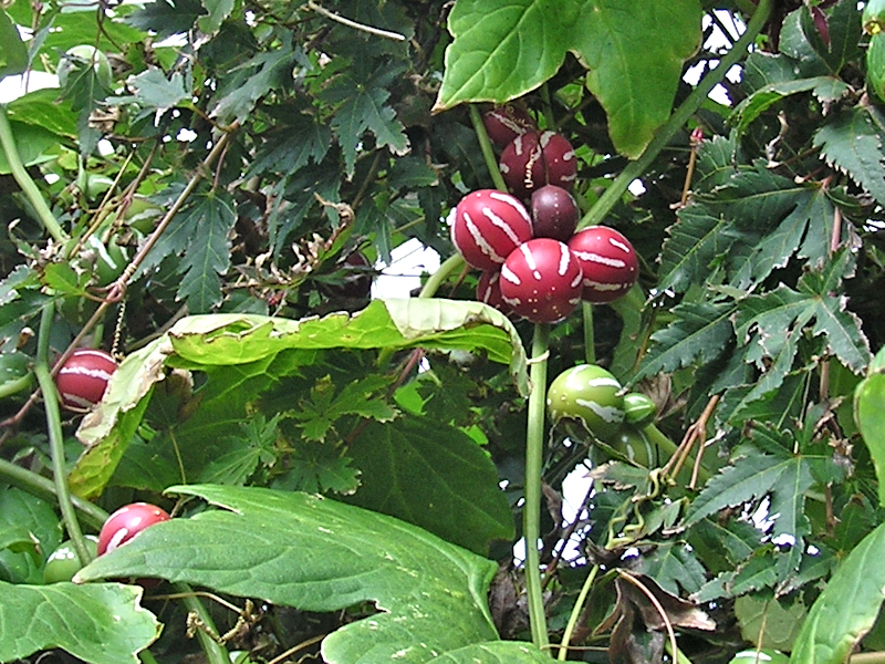 f:id:garadanikki:20121103144925j:plain f:id:garadanikki:20121103144925j:plain