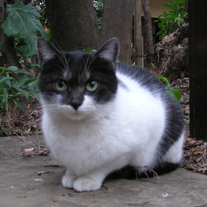 f:id:garadanikki:20130204171239j:plain