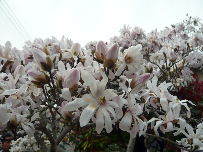 f:id:garadanikki:20130320142015j:plain