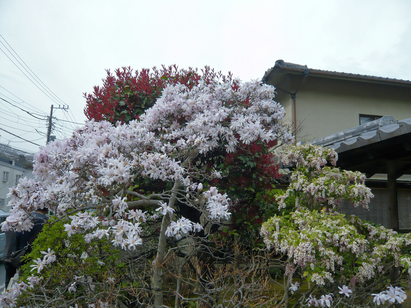 f:id:garadanikki:20130320142025j:plain