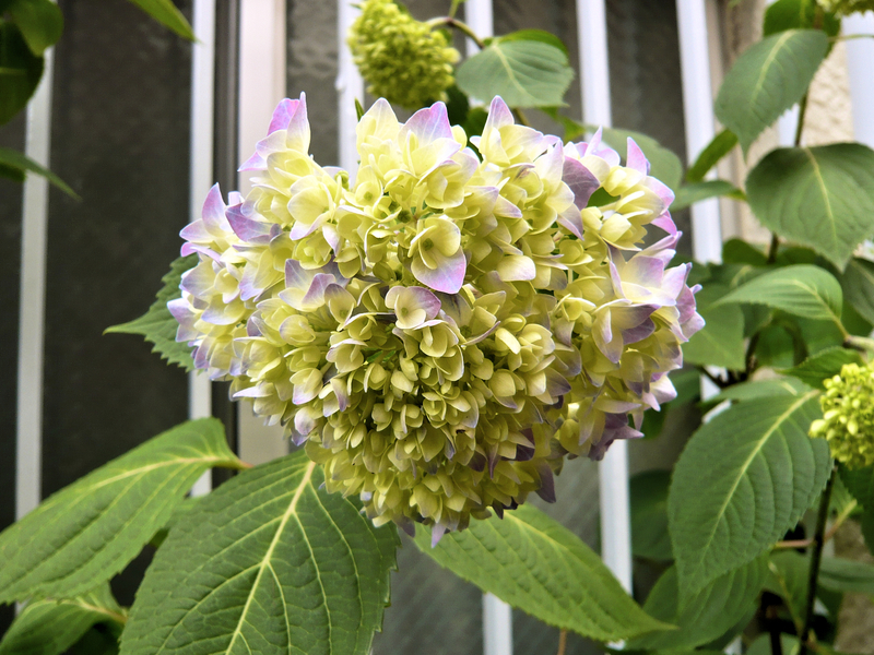 f:id:garadanikki:20130516142357j:plain