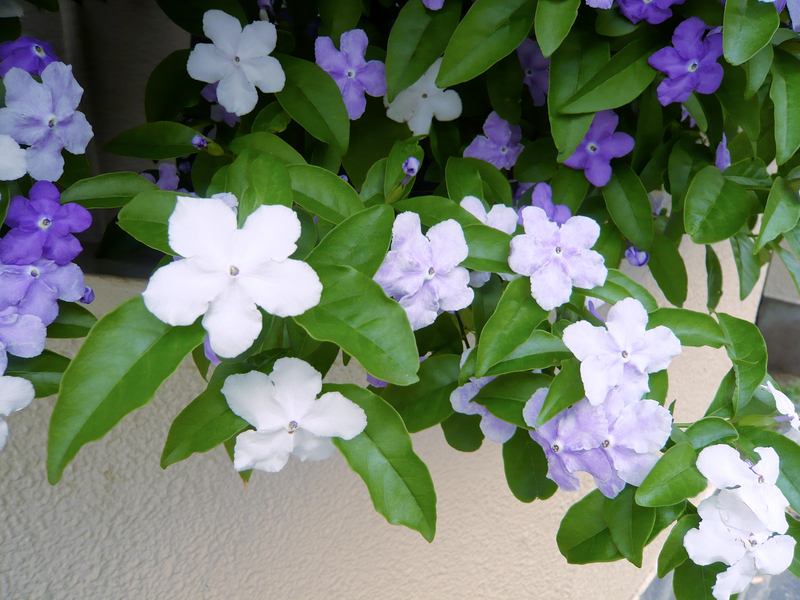 f:id:garadanikki:20130516142803j:plain