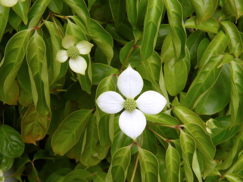 f:id:garadanikki:20130516143021j:plain