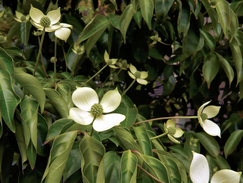 f:id:garadanikki:20130516143040j:plain