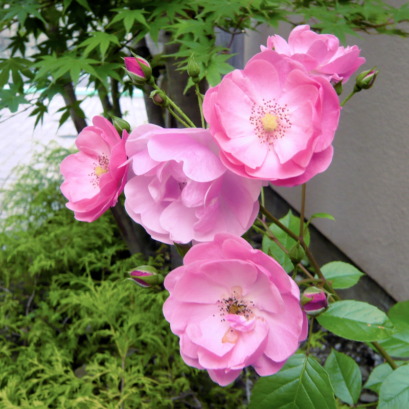 f:id:garadanikki:20130516150417j:plain