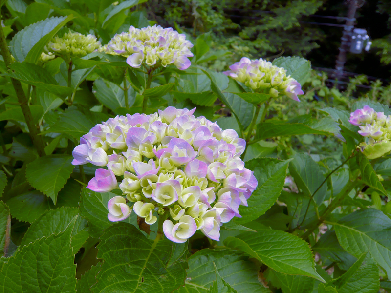 f:id:garadanikki:20130528114918j:plain
