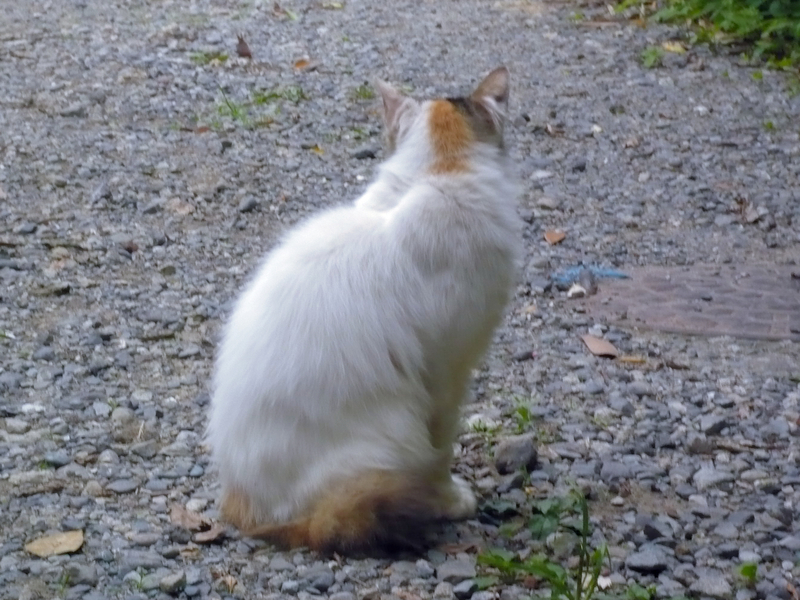 f:id:garadanikki:20130528163627j:plain