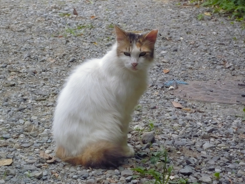 f:id:garadanikki:20130528163638j:plain