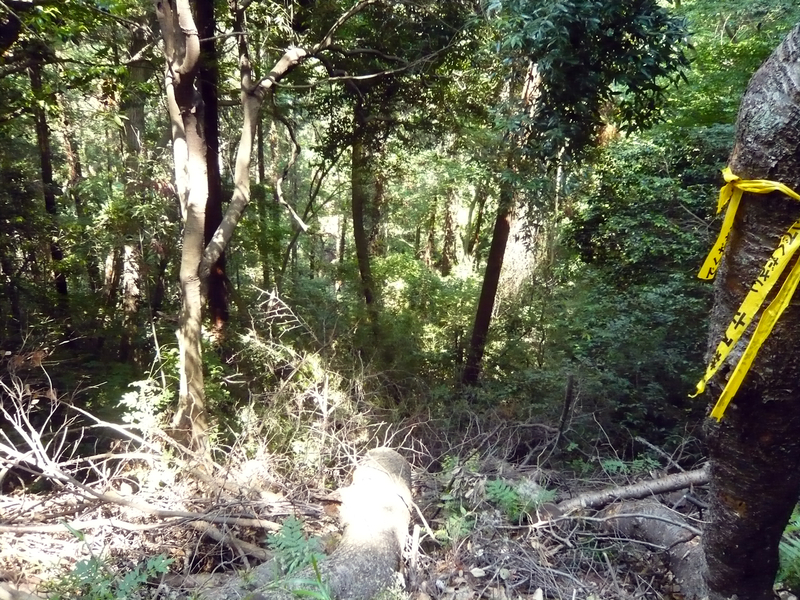 f:id:garadanikki:20130604132914j:plain