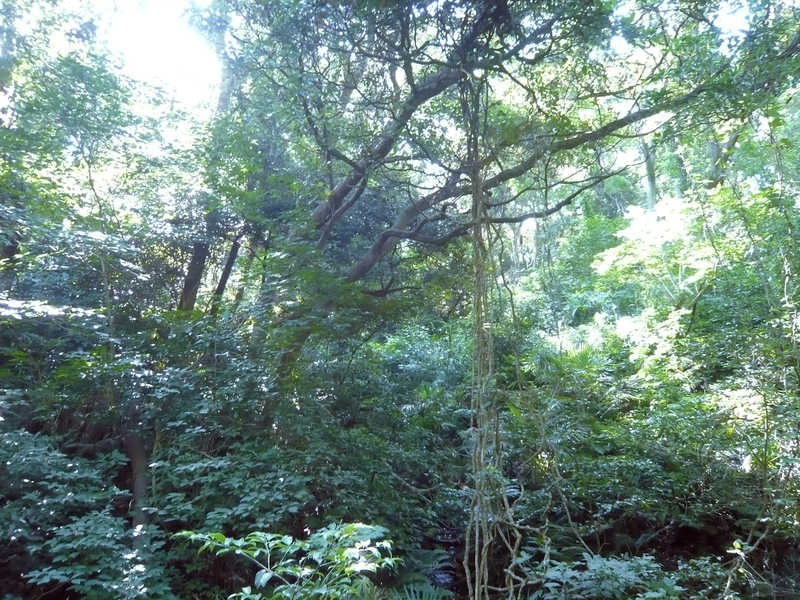 f:id:garadanikki:20130702140252j:plain