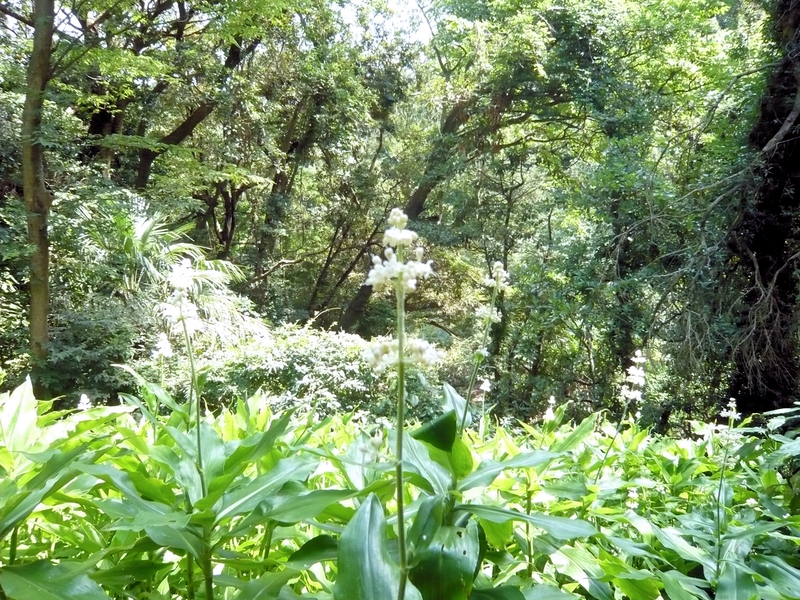 f:id:garadanikki:20130702140854j:plain