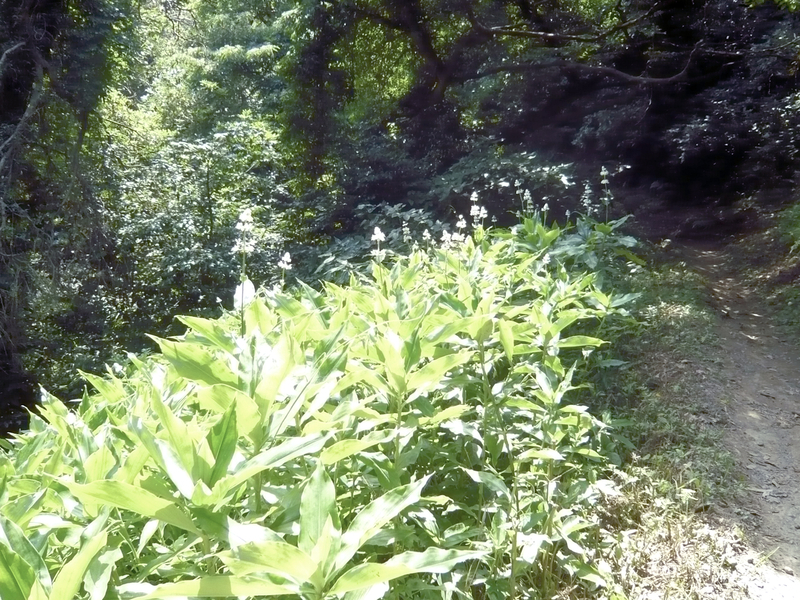 f:id:garadanikki:20130702140906j:plain