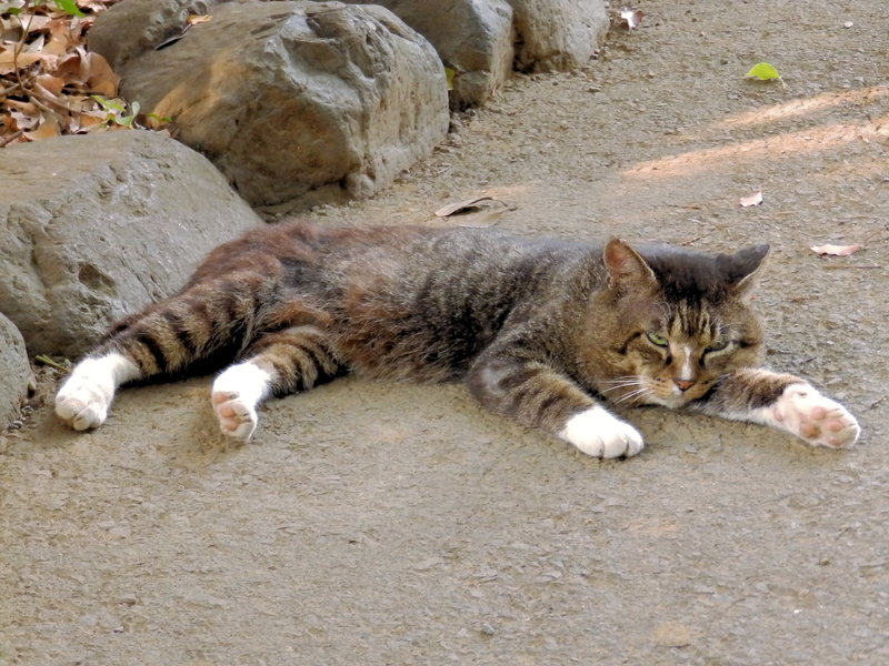 f:id:garadanikki:20130726170225j:plain