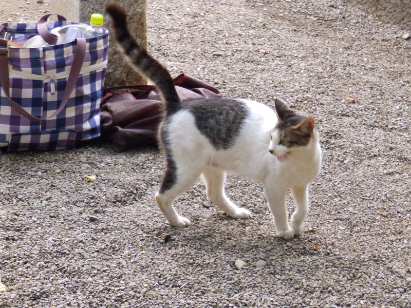 f:id:garadanikki:20130726173128j:plain