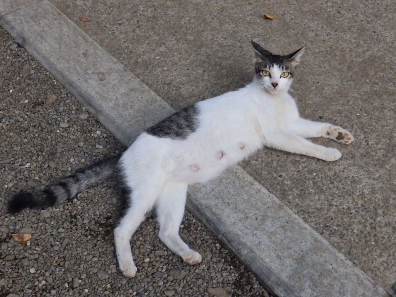 f:id:garadanikki:20130726173202j:plain