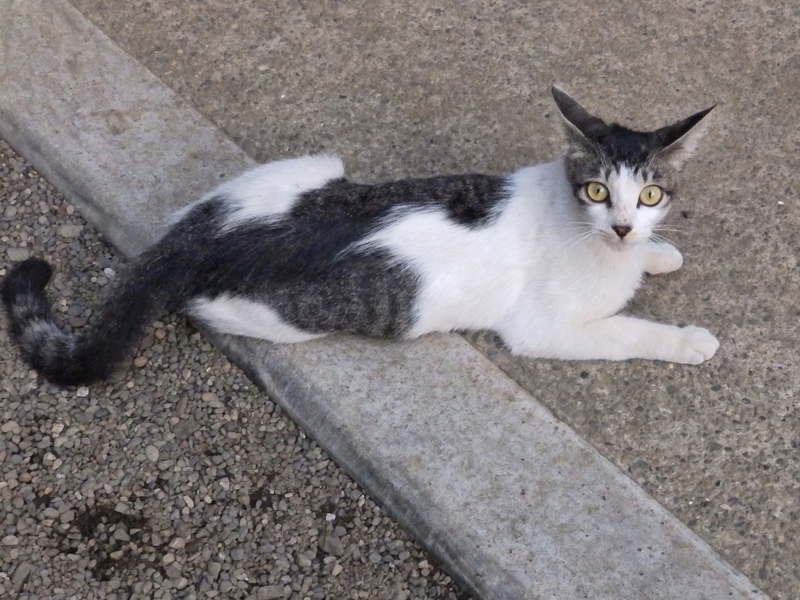f:id:garadanikki:20130726173211j:plain