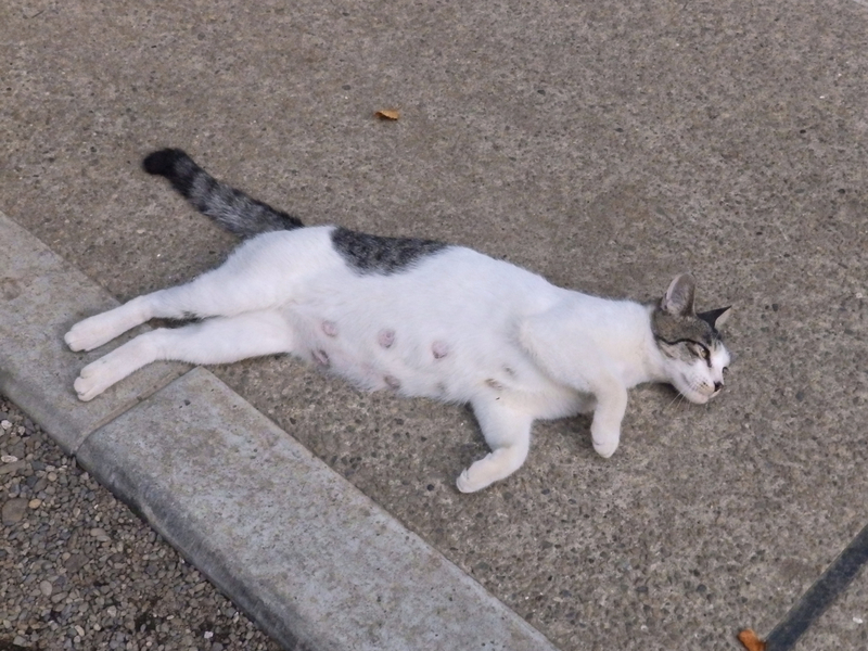 f:id:garadanikki:20130726173216j:plain