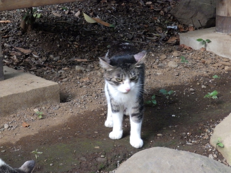 f:id:garadanikki:20130726173409j:plain