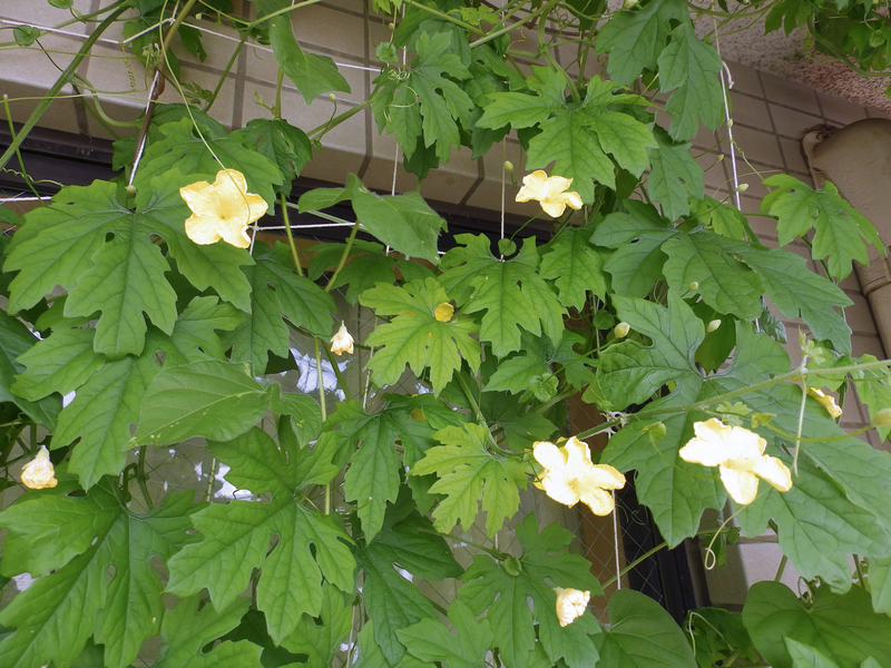 f:id:garadanikki:20130803104604j:plain