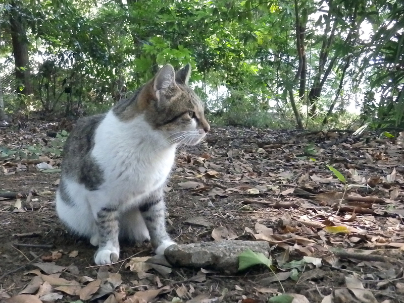 f:id:garadanikki:20131013142255j:plain