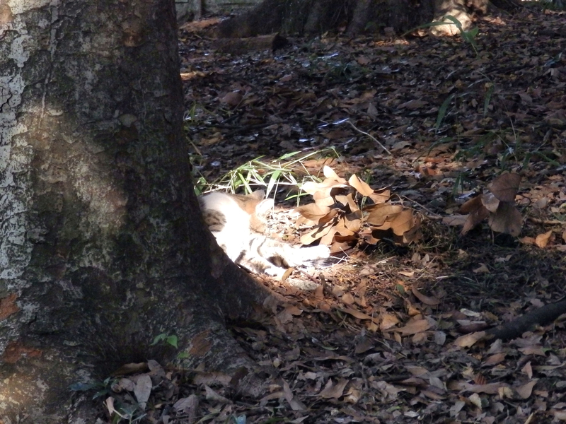 f:id:garadanikki:20131013143403j:plain