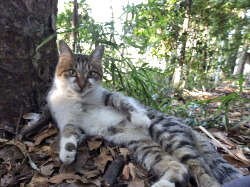 f:id:garadanikki:20131013143947j:plain