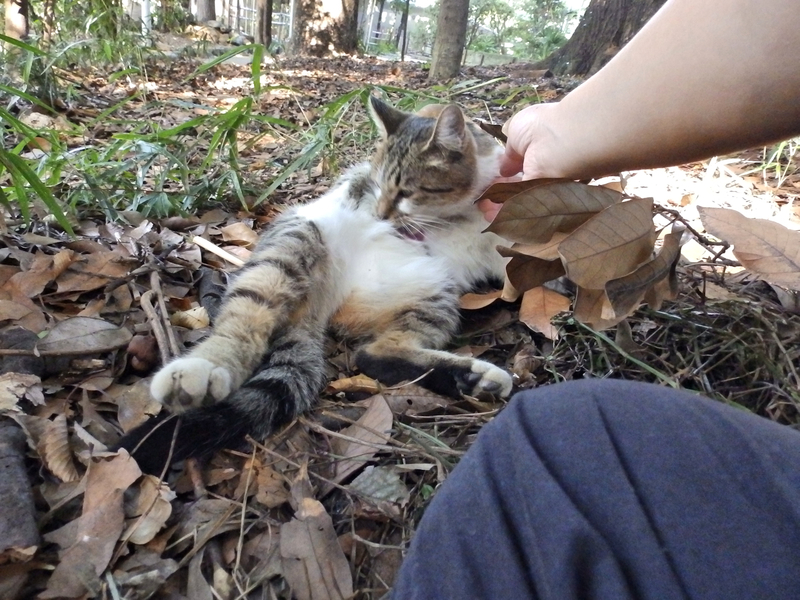 f:id:garadanikki:20131013144319j:plain