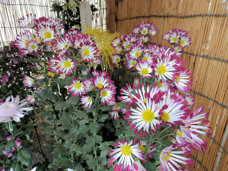 f:id:garadanikki:20131112102115j:plain