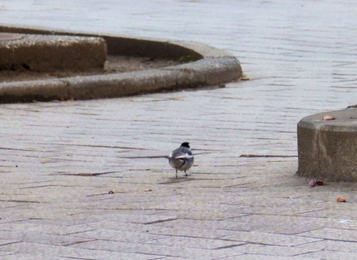 f:id:garadanikki:20140127150430j:plain