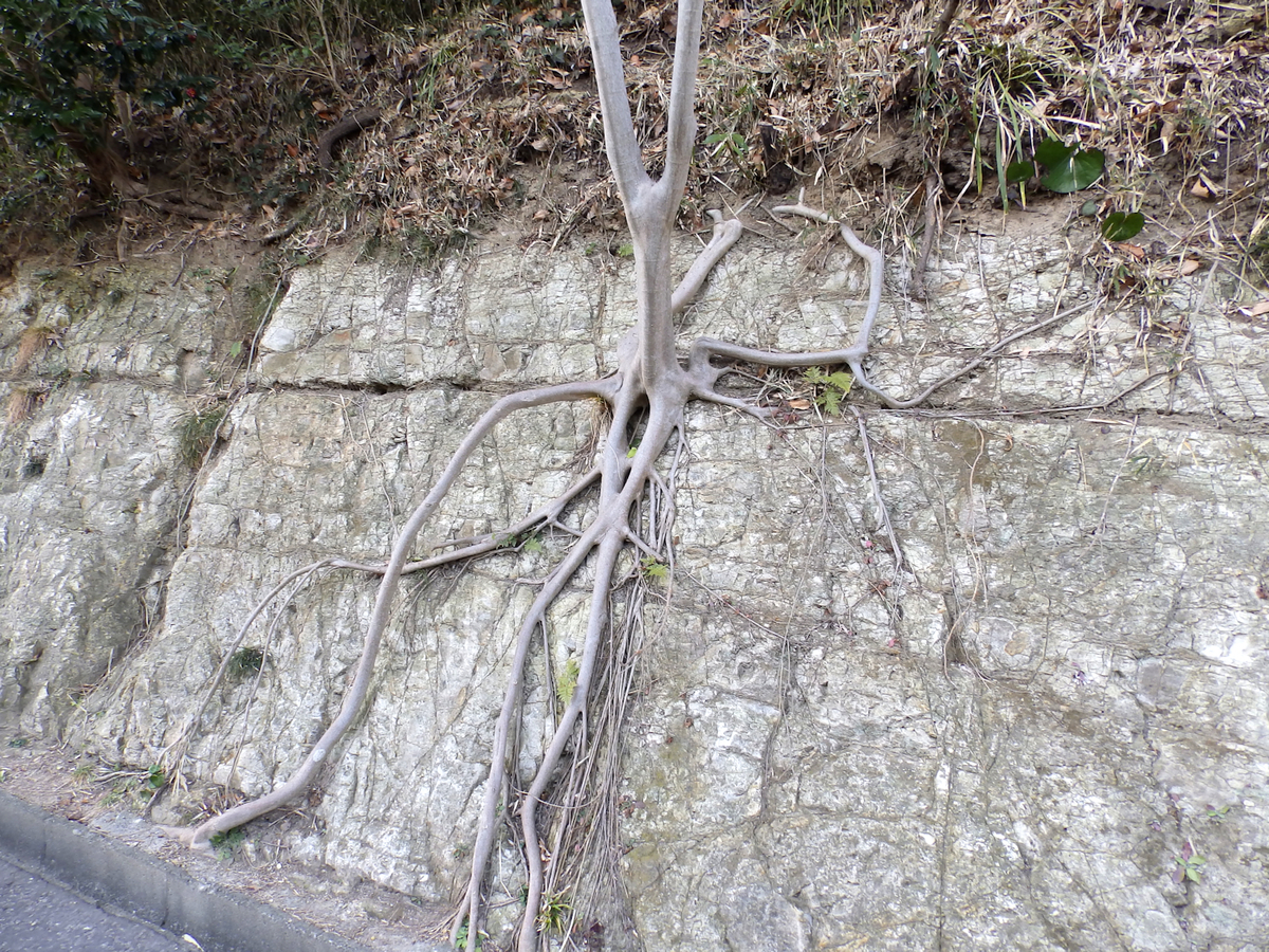 f:id:garadanikki:20140129155554j:plain