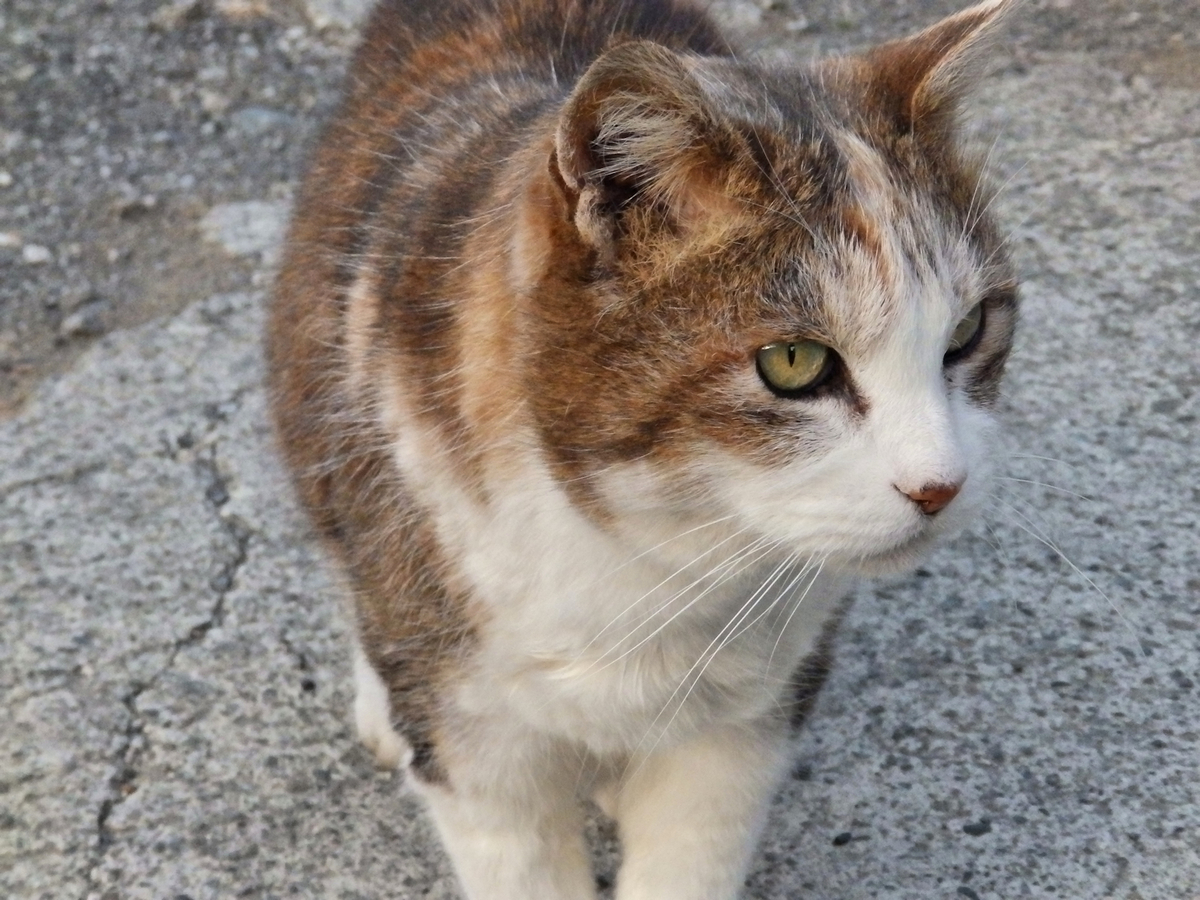 f:id:garadanikki:20140129163919j:plain