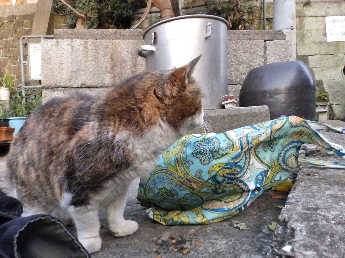 f:id:garadanikki:20140129164146j:plain