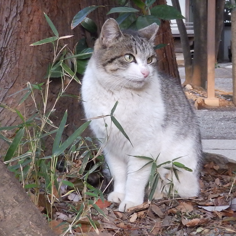 f:id:garadanikki:20140407173209j:plain