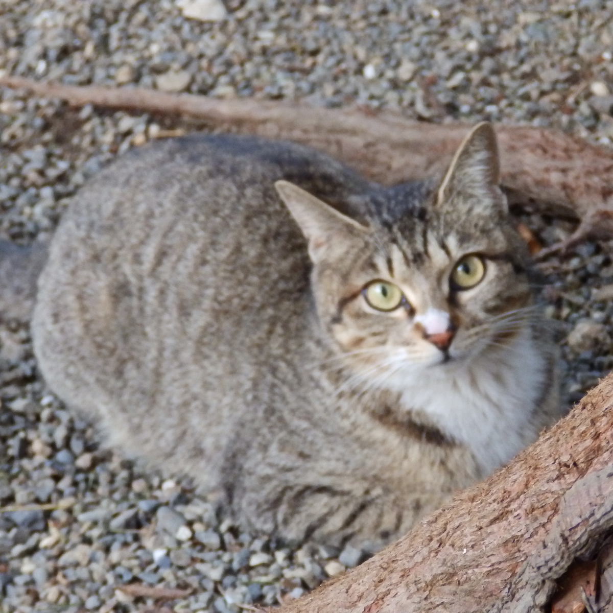 f:id:garadanikki:20140407173630j:plain