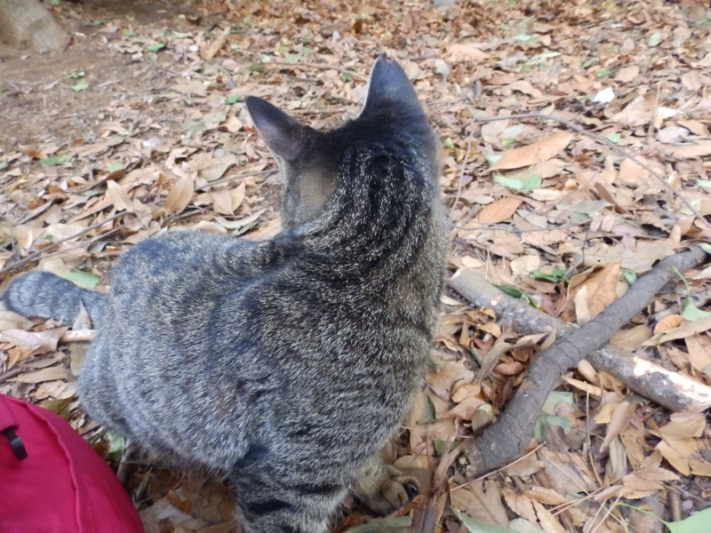 f:id:garadanikki:20141029131148j:plain f:id:garadanikki:20141029131148j:plain