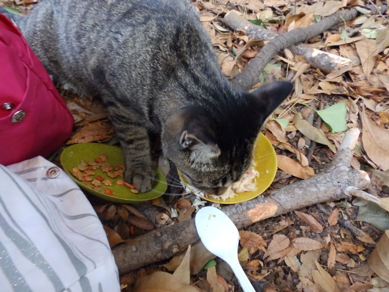 f:id:garadanikki:20141029131149j:plain f:id:garadanikki:20141029131149j:plain