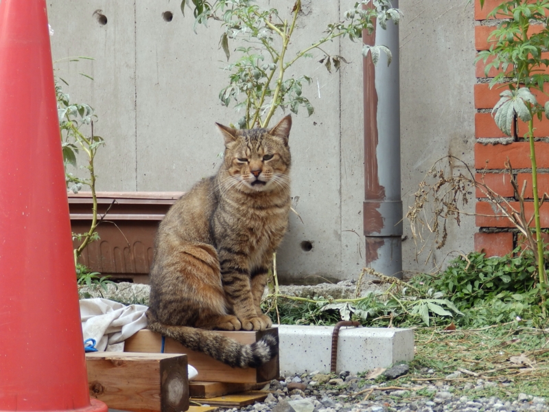 f:id:garadanikki:20141103112745j:plain