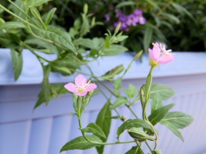 f:id:garadanikki:20141119133213j:plain